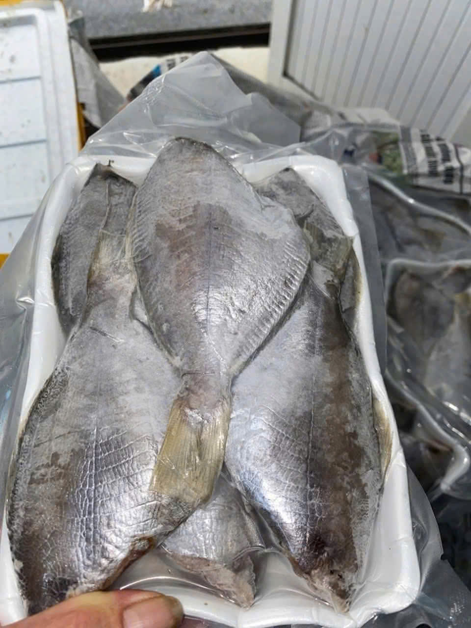 Cá mỡ to – Khay 500gr