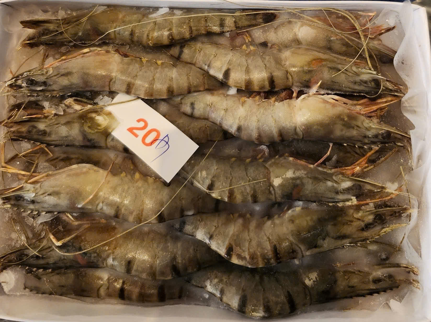 Tôm sú size 20 – Khay 500gr